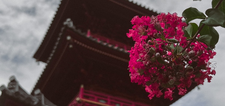 hannyakami cover image