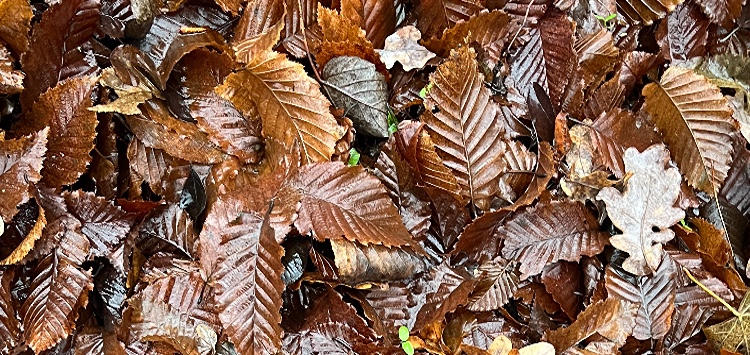 swimzink cover image