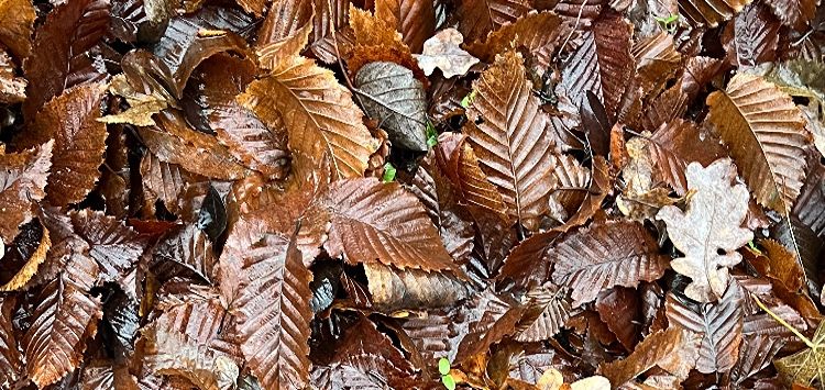 swimzink cover image